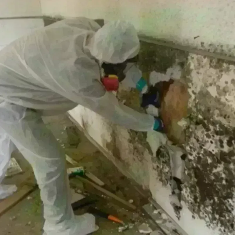 Best Mold Remediation and Removal Service in Converse County, WY